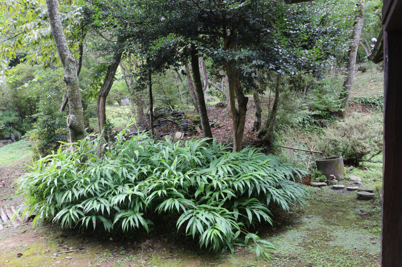 ごはん屋 花種