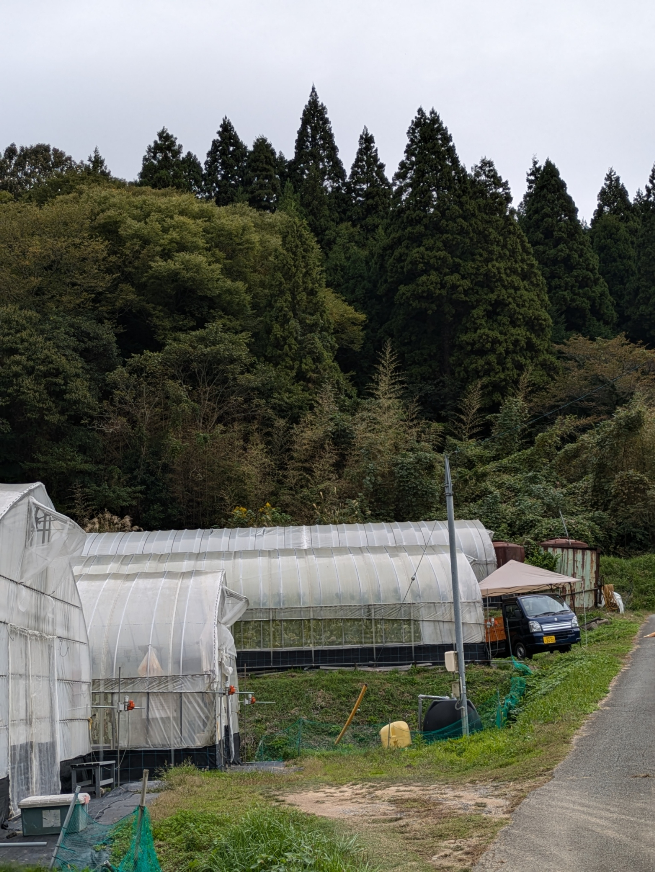 大田市温泉津町の井田地区で栽培されている温泉津メロンの収穫現場