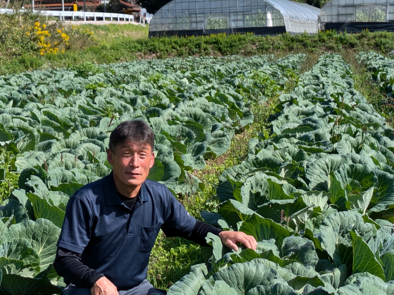 大田市温泉津町井田のキャベツ畑